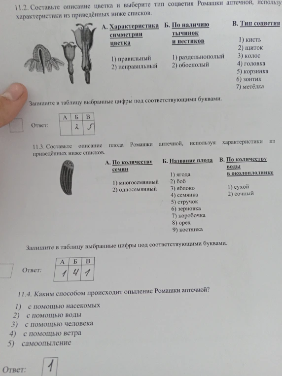 11.2. Составьте описание цветка и выберите тип соцветия Ромашки аптечной, используя характеристики из приведённых ниже списков.