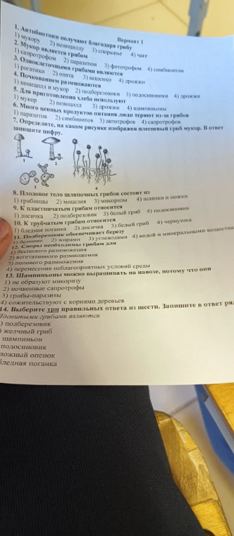 1. Антибиотики получают благодаря грибу