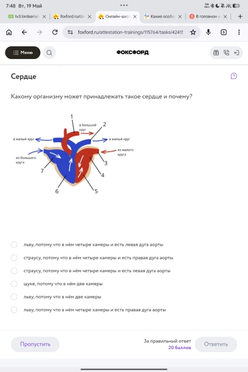Какому организму может принадлежать такое сердце и почему?