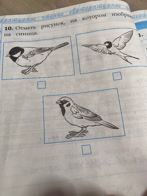 10. Отметь рисунок, на котором изображена синица.