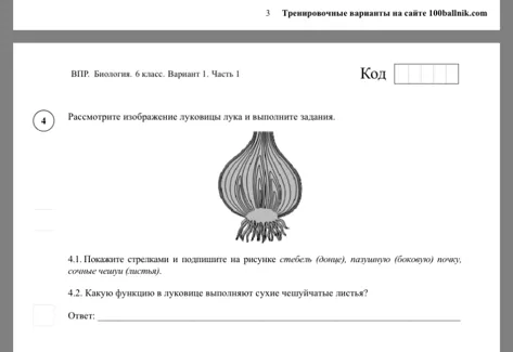 Рассмотрите изображение луковицы лука и выполните задания.