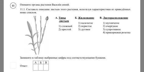 Опишите органы растения Василёк синий. 11.1. Составьте описание листьев этого растения, используя характеристики из приведённых ниже списков.