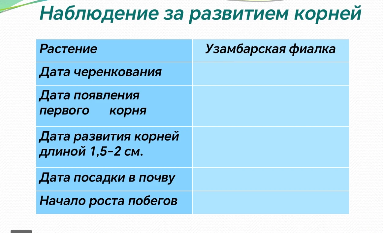 Наблюдение за развитием корней
