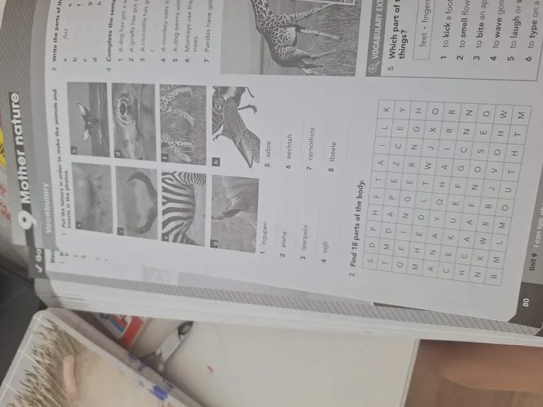 Put the letters in order to make the animals and insects in the photos.