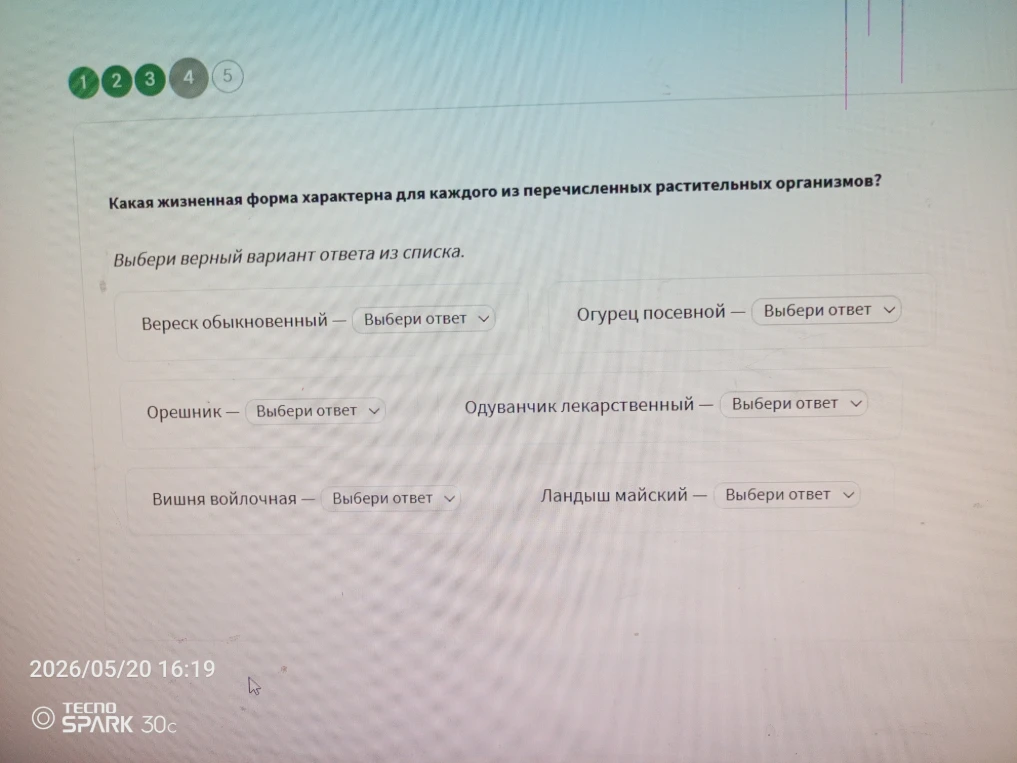 Какая жизненная форма характерна для каждого из перечисленных растительных организмов?