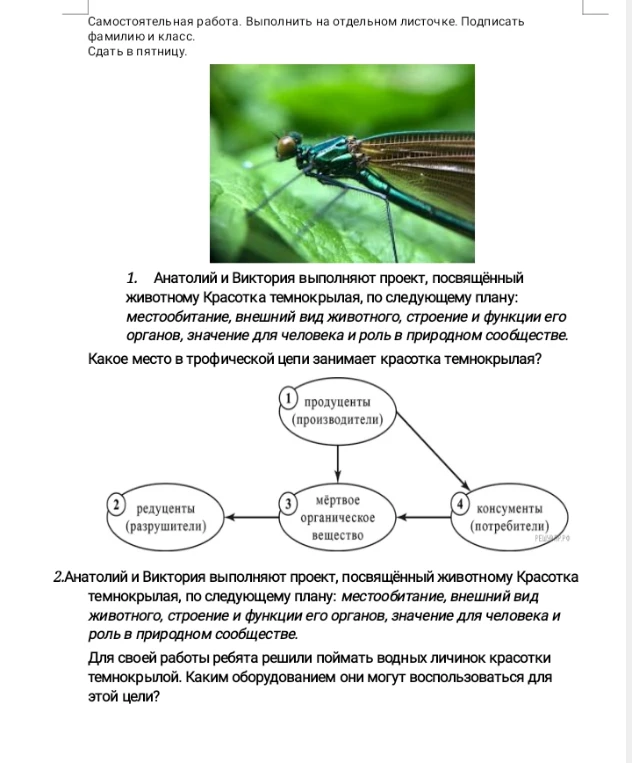 1. Анатолий и Виктория выполняют проект, посвящённый животному Красотка темнокрылая, по следующему плану: местообитание, внешний вид животного, строение и функции его органов, значение для человека и роль в природном сообществе. Какое место в трофической цепи занимает красотка темнокрылая?