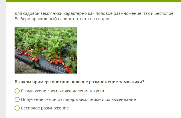 В каком примере описано половое размножение земляники?