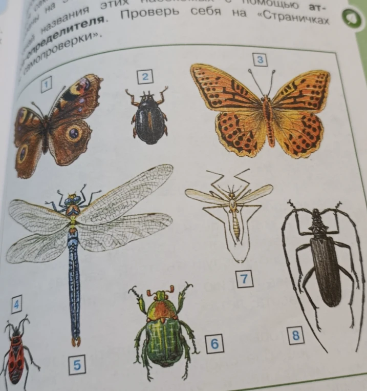 Определи названия этих насекомых с помощью атласа-определителя.