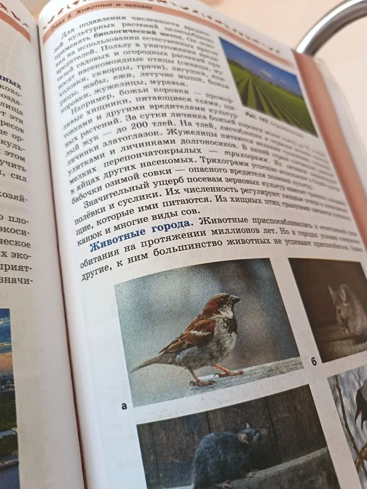 1. Какие культурные растения выращивает человек? 2. Какие животные обитают в городах и посёлках?