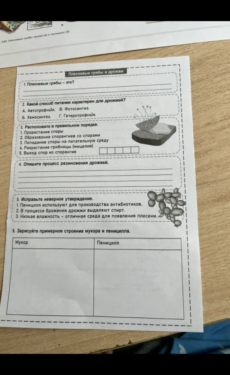 Плесневые грибы и дрожжи. 1. Плесневые грибы — это?