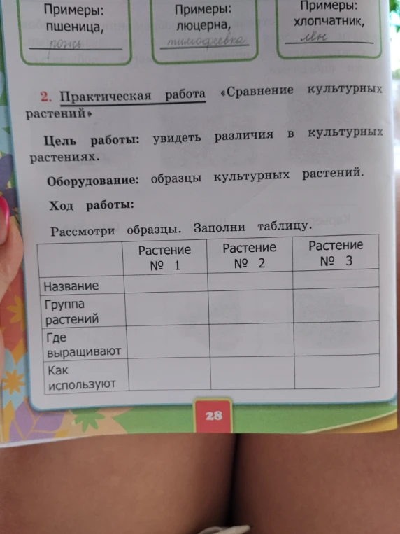 2. Практическая работа «Сравнение культурных растений»