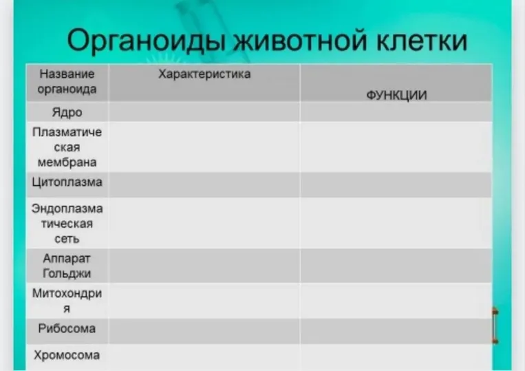 Органоиды животной клетки (заполнение таблицы)