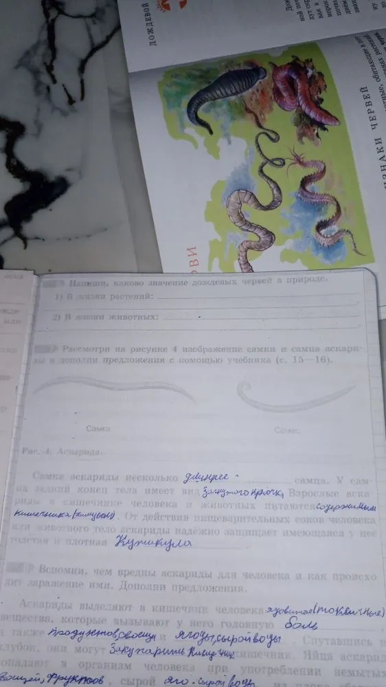 Напиши, каково значение дождевых червей в природе.