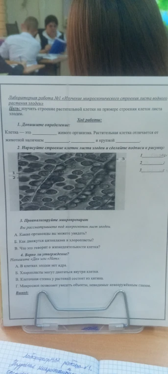 Лабораторная работа №1 «Изучение микроскопического строения листа водного растения элодеи»