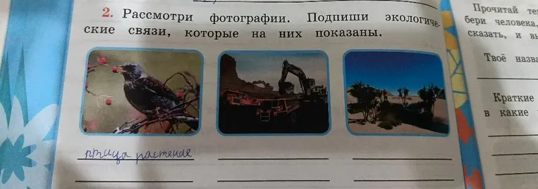 Рассмотри фотографии. Подпиши экологические связи, которые на них показаны.