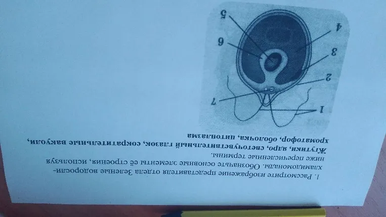 1. Рассмотрите изображение представителя отдела Зеленые водоросли- хламидомонады. Обозначьте основные элементы её строения, используя ниже перечисленные термины.
