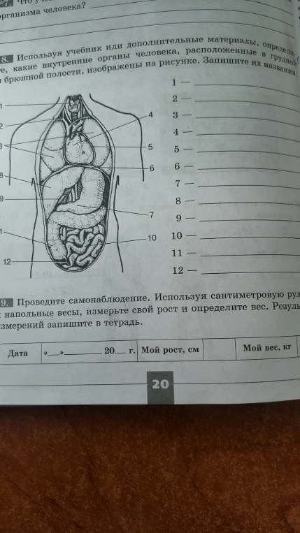 Используя учебник или дополнительные материалы, определите, какие внутренние органы человека, расположенные в грудной и брюшной полости, изображены на рисунке. Запишите их названия.