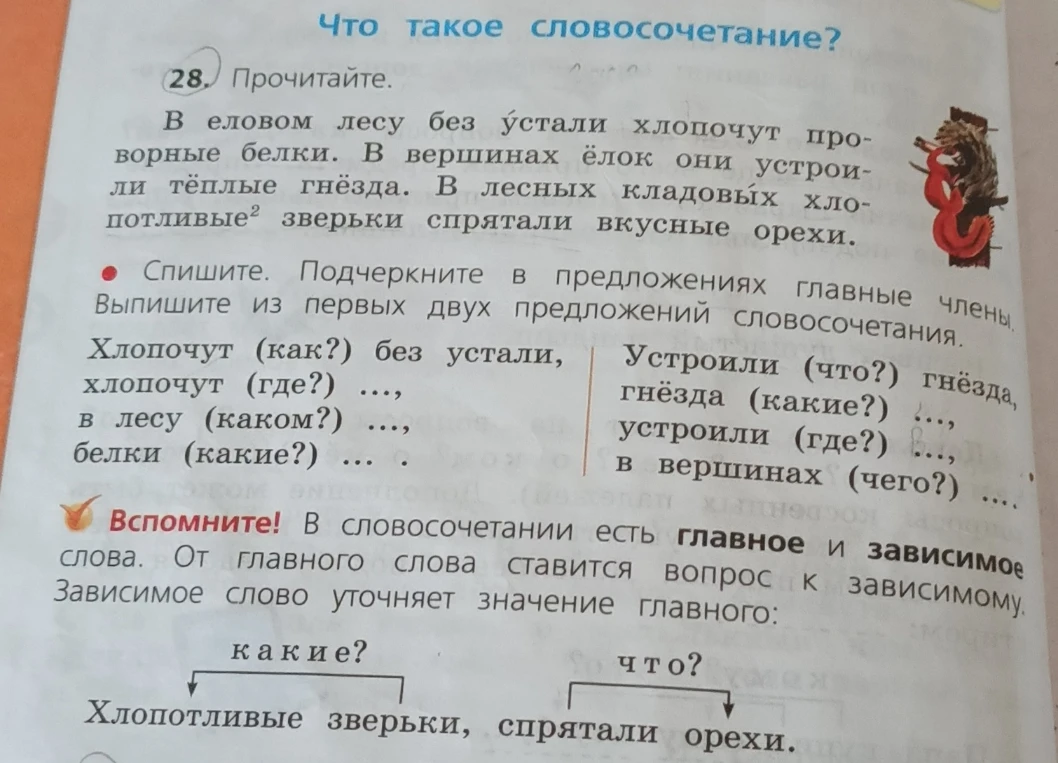 В еловом лесу без устали хлопочут проворные белки. В вершинах ёлок они устроили тёплые гнёзда.