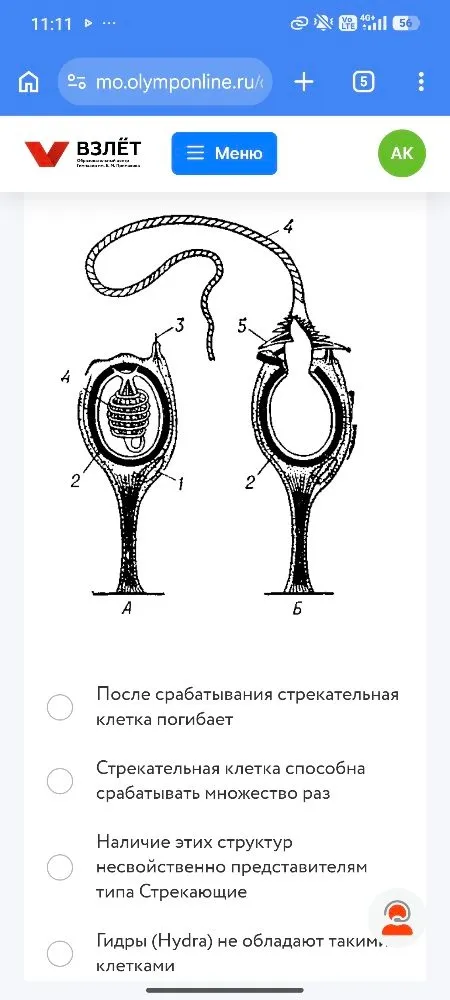 После срабатывания стрекательная клетка погибает