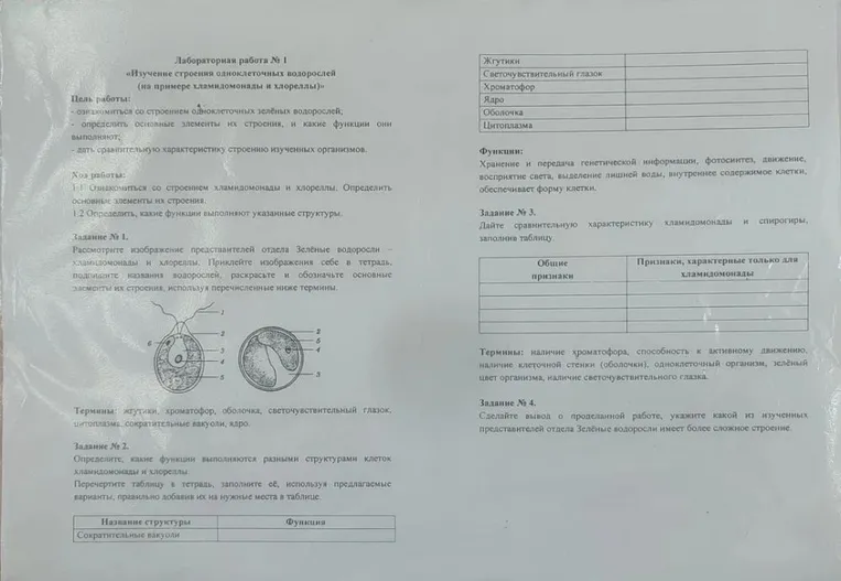 Лабораторная работа № 1 «Изучение строения одноклеточных водорослей (на примере хламидомонады и хлореллы)»