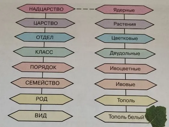сделай такую же таблицу но с этим растение Мыльнянка (