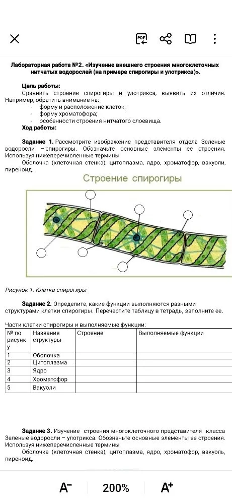 Лабораторная работа №2. «Изучение внешнего строения многоклеточных нитчатых водорослей (на примере спирогиры и улотрикса)».