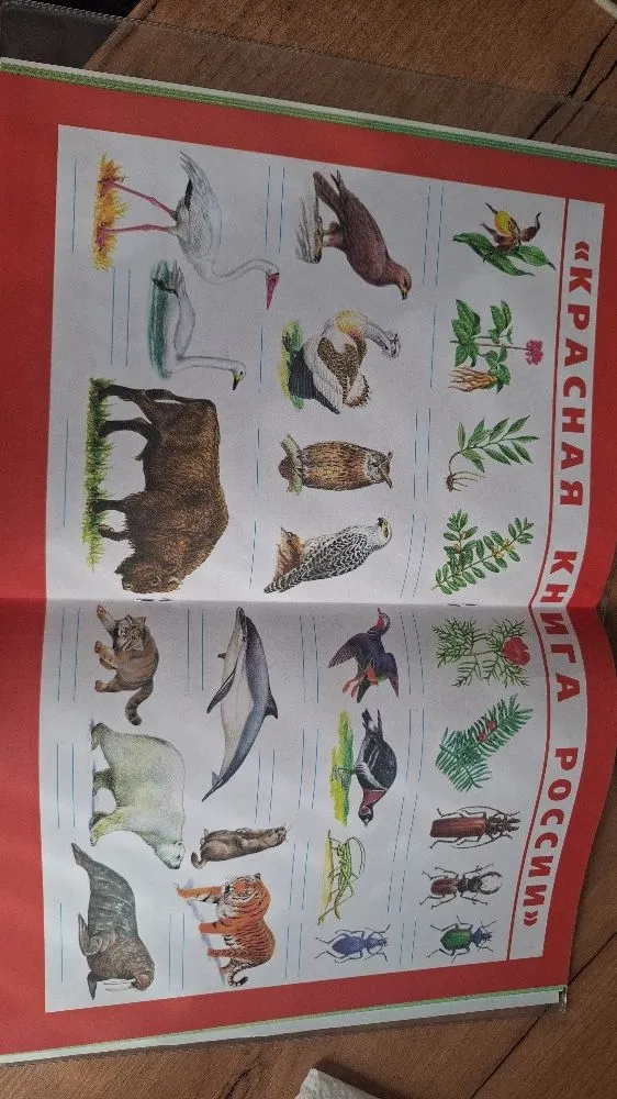 Идентификация животных и растений, занесенных в Красную книгу России, изображенных на странице.