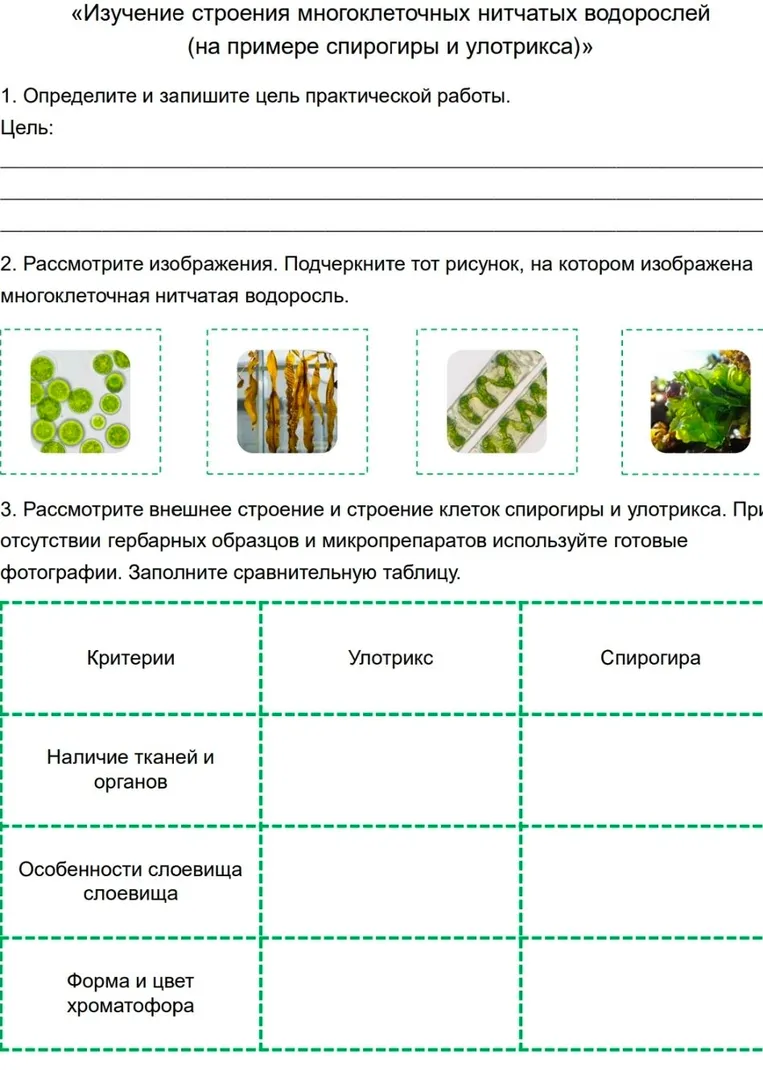«Изучение строения многоклеточных нитчатых водорослей (на примере спирогиры и улотрикса)»