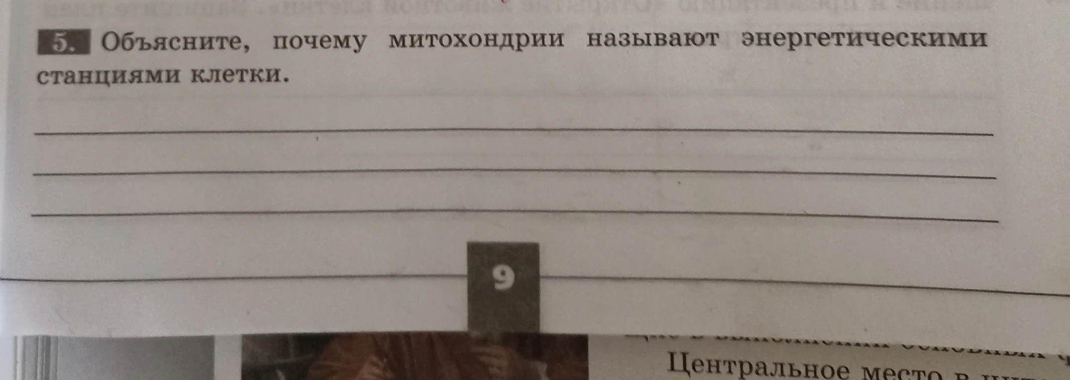 5. Объясните, почему митохондрии называют энергетическими станциями клетки.