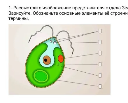 1. Рассмотрите изображение представителя отдела Зеленые водоросли. Зарисуйте. Обозначьте основные элементы её строения, используя термины.