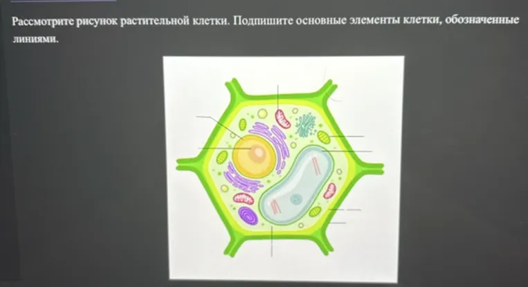 Рассмотрите рисунок растительной клетки. Подпишите основные элементы клетки, обозначенные линиями.