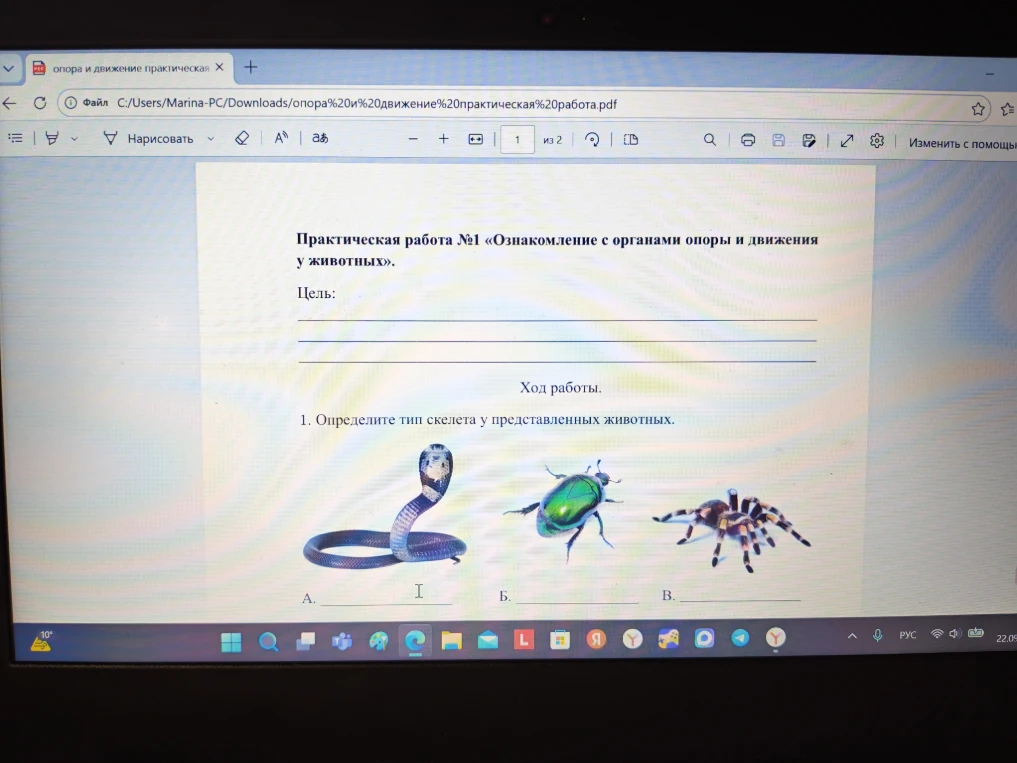 Практическая работа №1 «Ознакомление с органами опоры и движения у животных». 1. Определите тип скелета у представленных животных.
