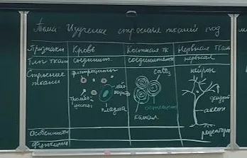 Изучение строения тканей (таблица)