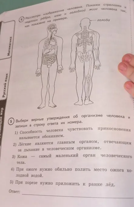 Выбери верные утверждения об организме человека и запиши в строку ответа их номера.