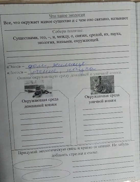 Что такое экология. Все, что окружает живое существо и с чем оно связано, называют...