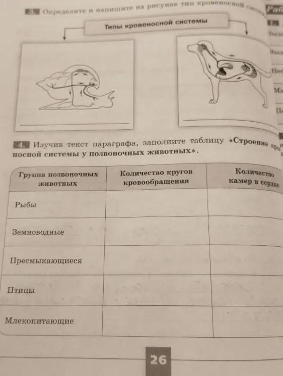 Определите и напишите на рисунке тип кровеносной системы. Изучив текст параграфа, заполните таблицу «Строение кровеносной системы у позвоночных животных».