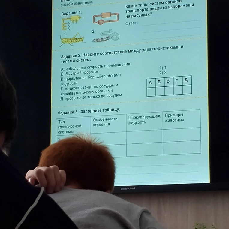 Какие типы систем органов транспорта веществ изображены на рисунках?