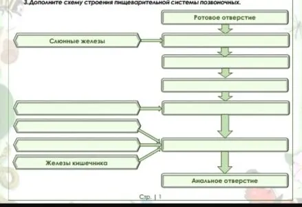 Дополните схему строения пищеварительной системы позвоночных.