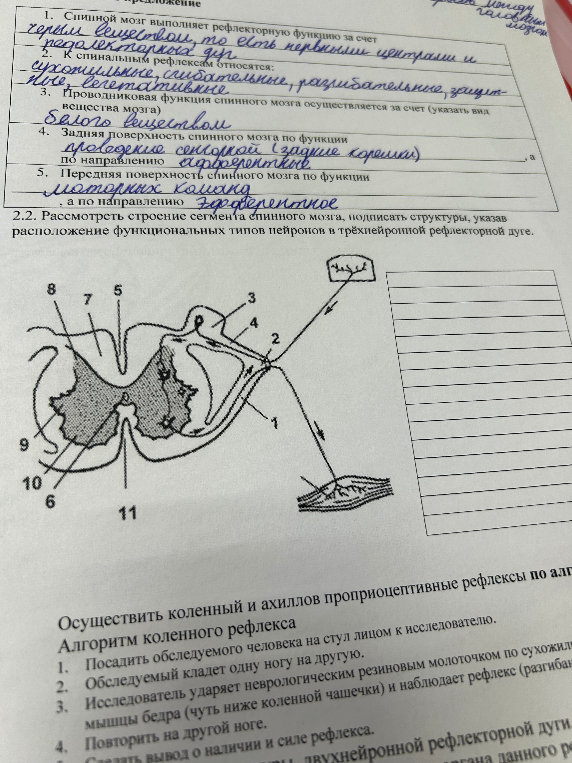 2.2. Рассмотреть строение сегмента спинного мозга, подписать структуры, указав расположение функциональных типов нейронов в трёхнейронной рефлекторной дуге.