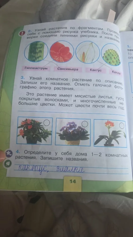 Узнай комнатное растение по описанию. Запиши его название. Отметь галочкой фотографию этого растения. Это растение имеет мясистые листья, густо покрытые волосками, и многочисленные небольшие цветки. Может цвести почти весь год.