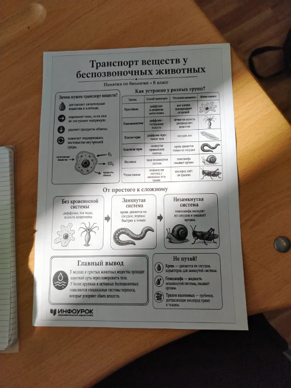 Транспорт веществ у беспозвоночных животных. Памятка по биологии • 8 класс