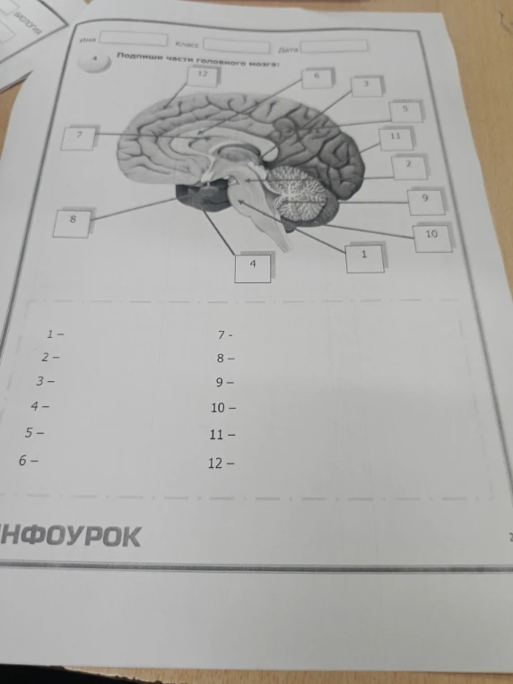 Подпиши части головного мозга:
