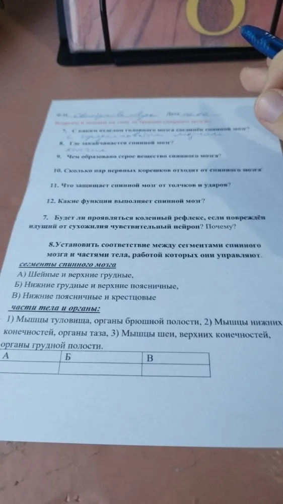 10. Сколько пар нервных корешков отходит от спинного мозга?