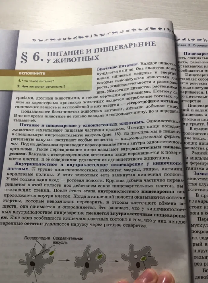 Питание и пищеварение у животных