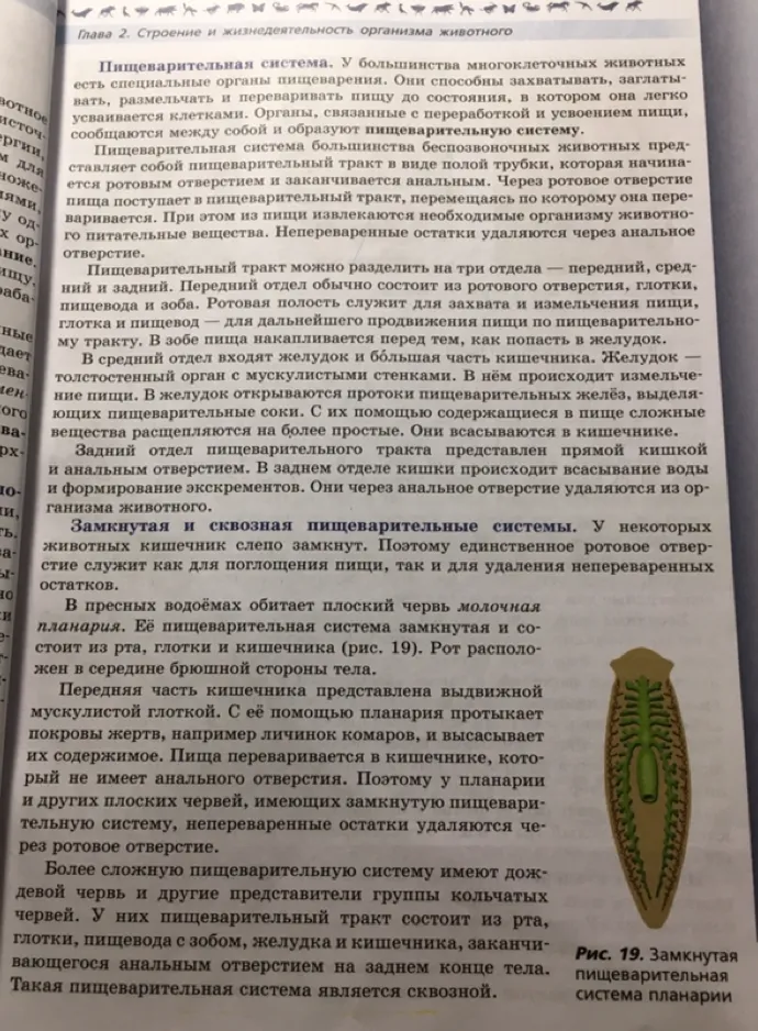 Пищеварительная система. У большинства многоклеточных животных есть специальные органы пищеварения.
