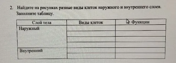 Найдите на рисунках разные виды клеток наружного и внутреннего слоев. Заполните таблицу.