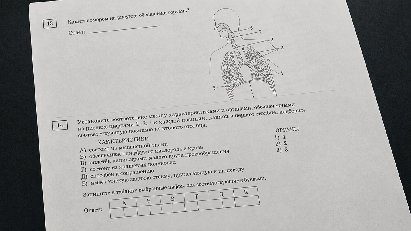 Установите соответствие между характеристиками и органами, обозначенными на рисунке цифрами 1, 3, к каждой позиции, данной в первом столбце, подберите соответствующую позицию из второго столбца.