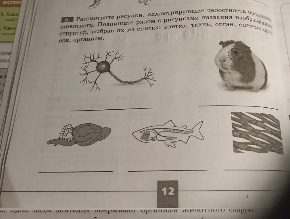 Рассмотрите рисунки, иллюстрирующие целостность организма животного. Подпишите рядом с рисунками названия изображённых структур, выбрав их из списка: клетка, ткань, орган, система органов, организм.