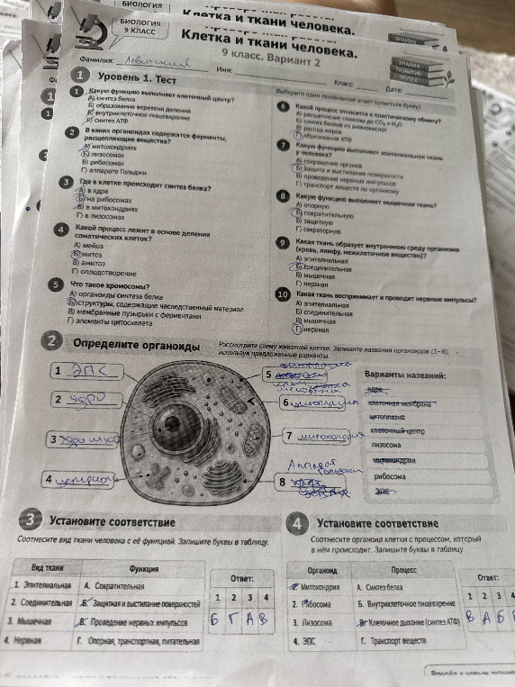 Клетка и ткани человека. 9 класс. Вариант 2