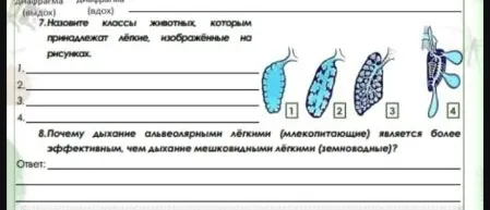 7.Назовите классы животных, которым принадлежат лёгкие, изображённые на рисунках.